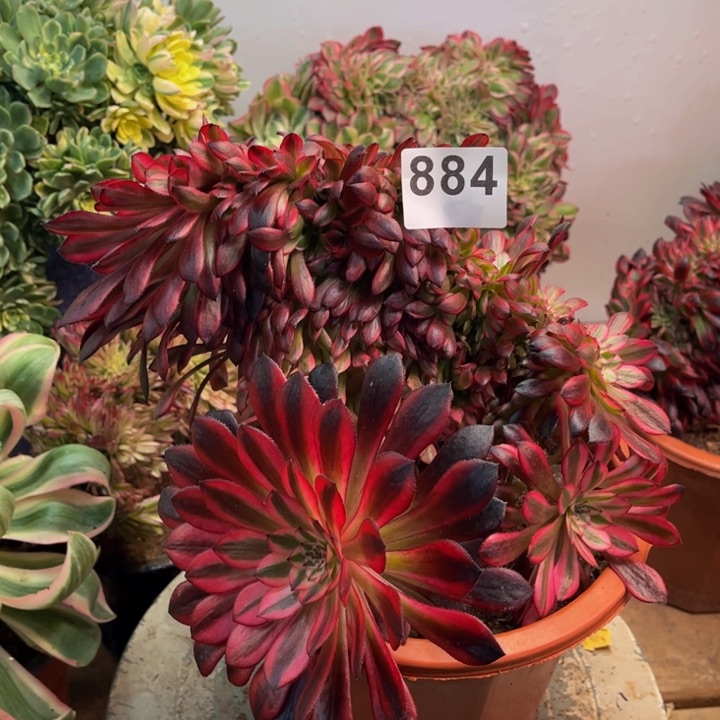 多肉法师黑桐柏缀884