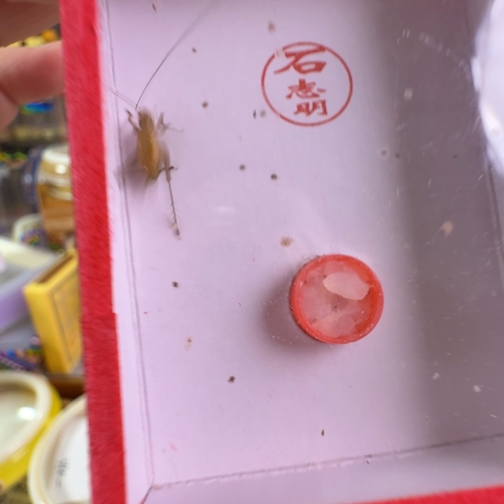漂亮大个大黄龄一只合适