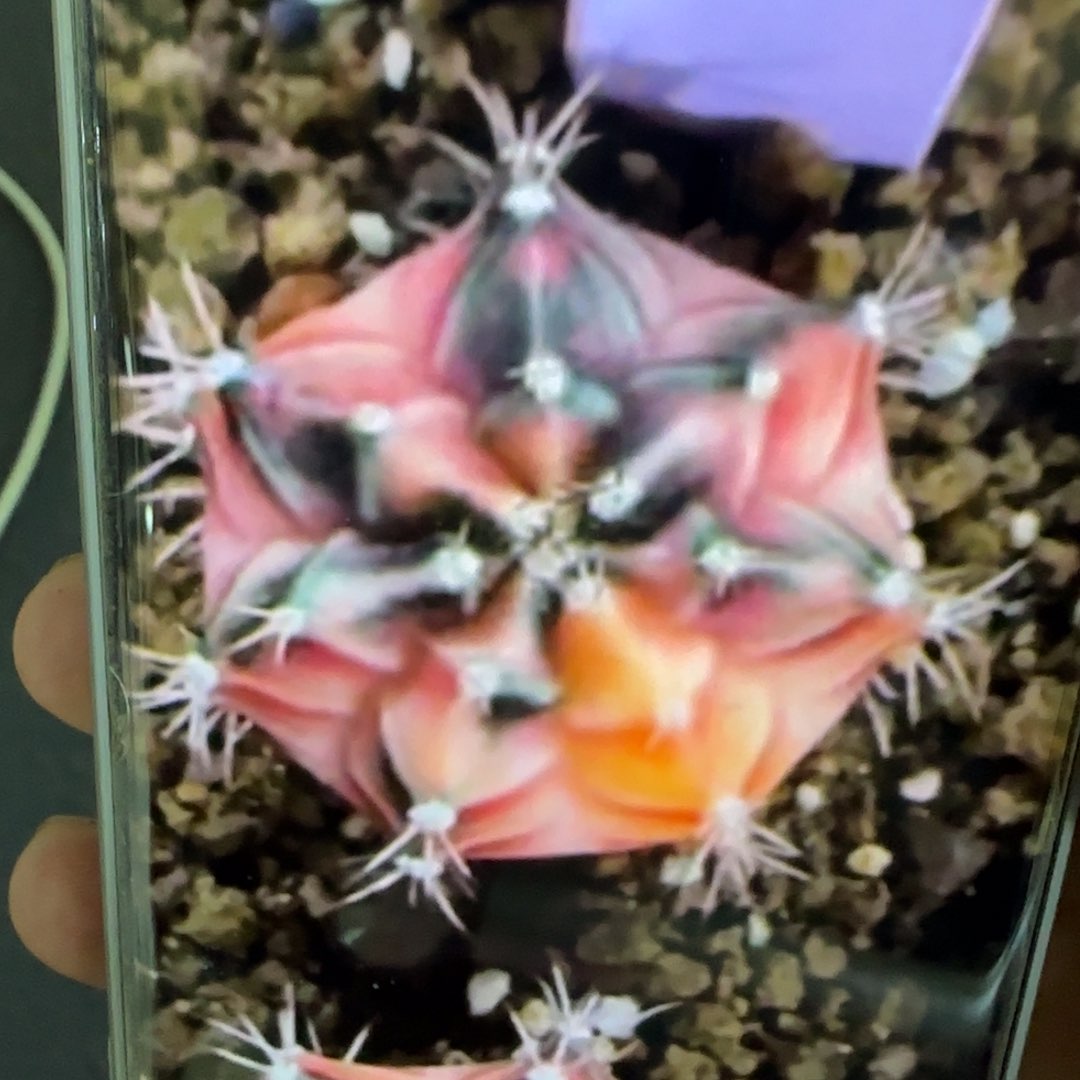 13-0215彩虹梦泰国发货多肉