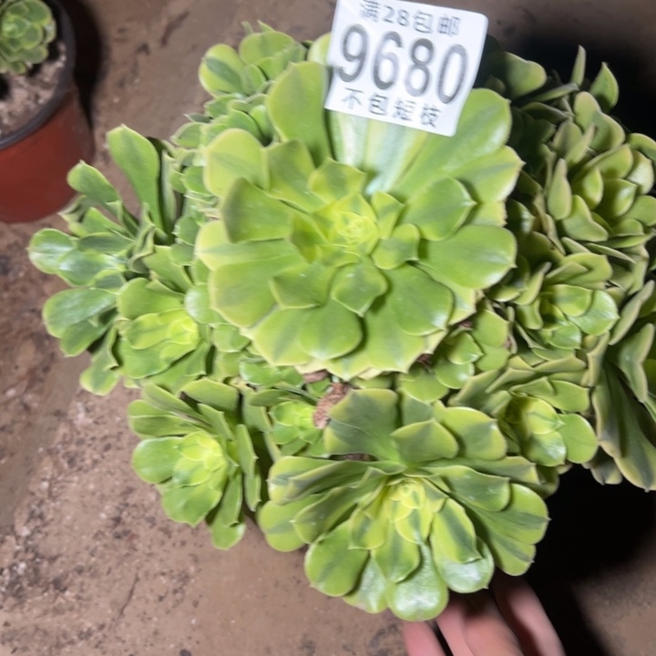 绿美杜莎多肉植物法师9680