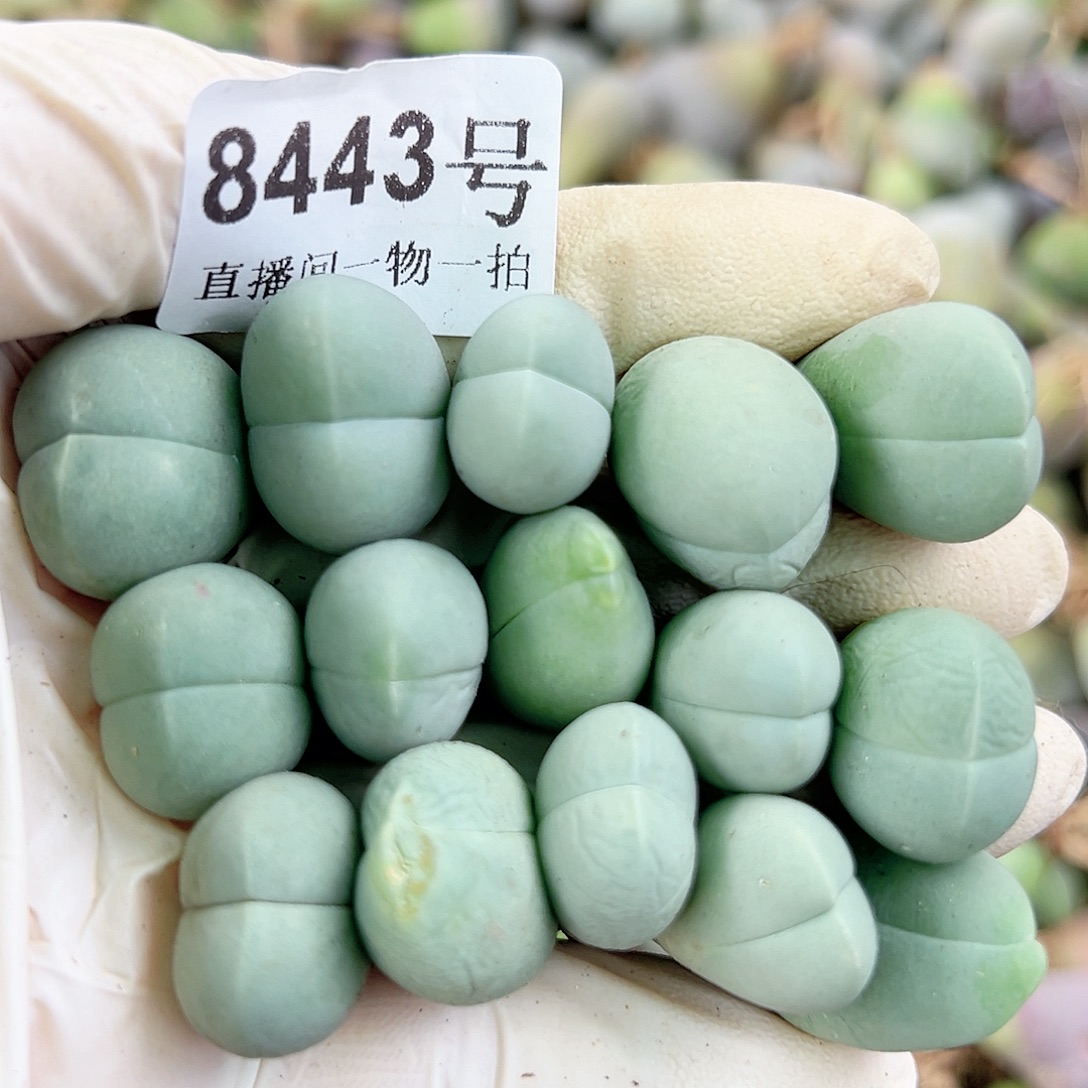 8443 好养易活生石花大母本15个