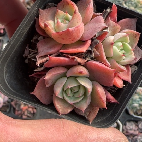 29沙漠玫瑰多肉植物多