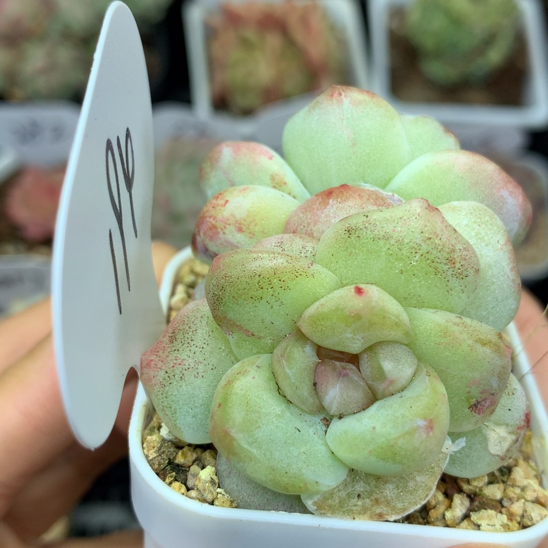 韩货冰玉石化双头194