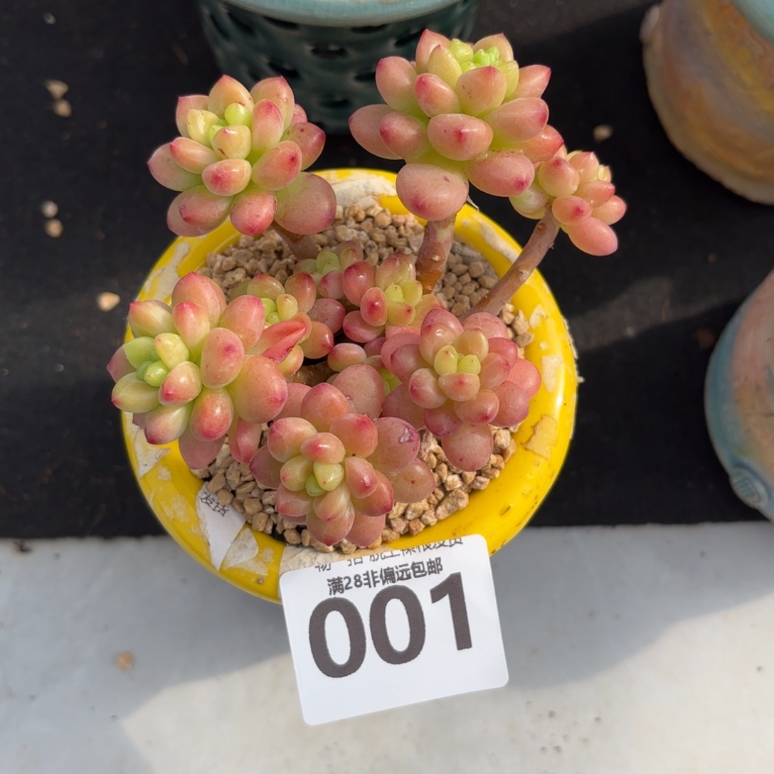 香格里拉无盆土发货