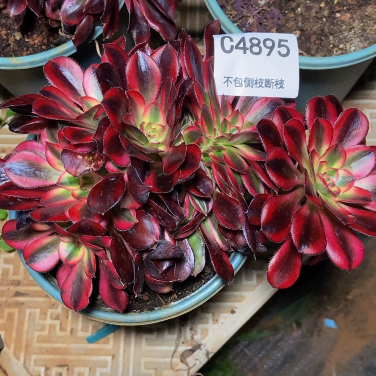 【闪购商品】4895香奈儿多肉