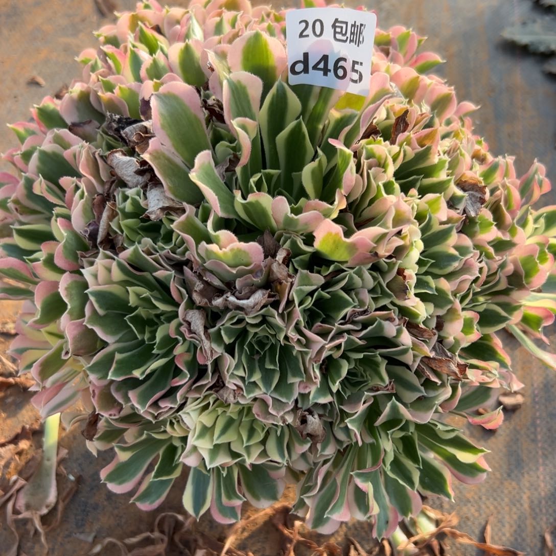 465白凤，多肉法师说