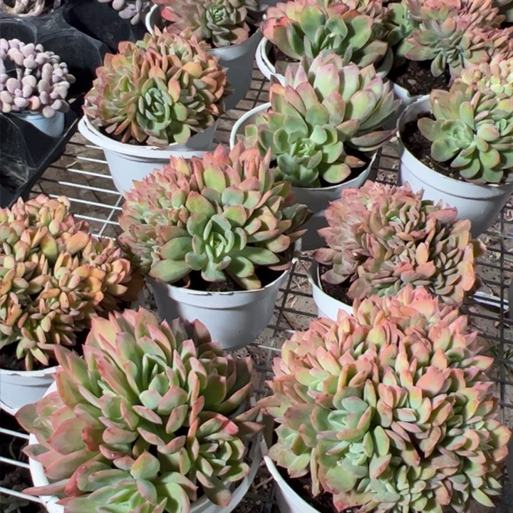 新疆包邮 绮罗群