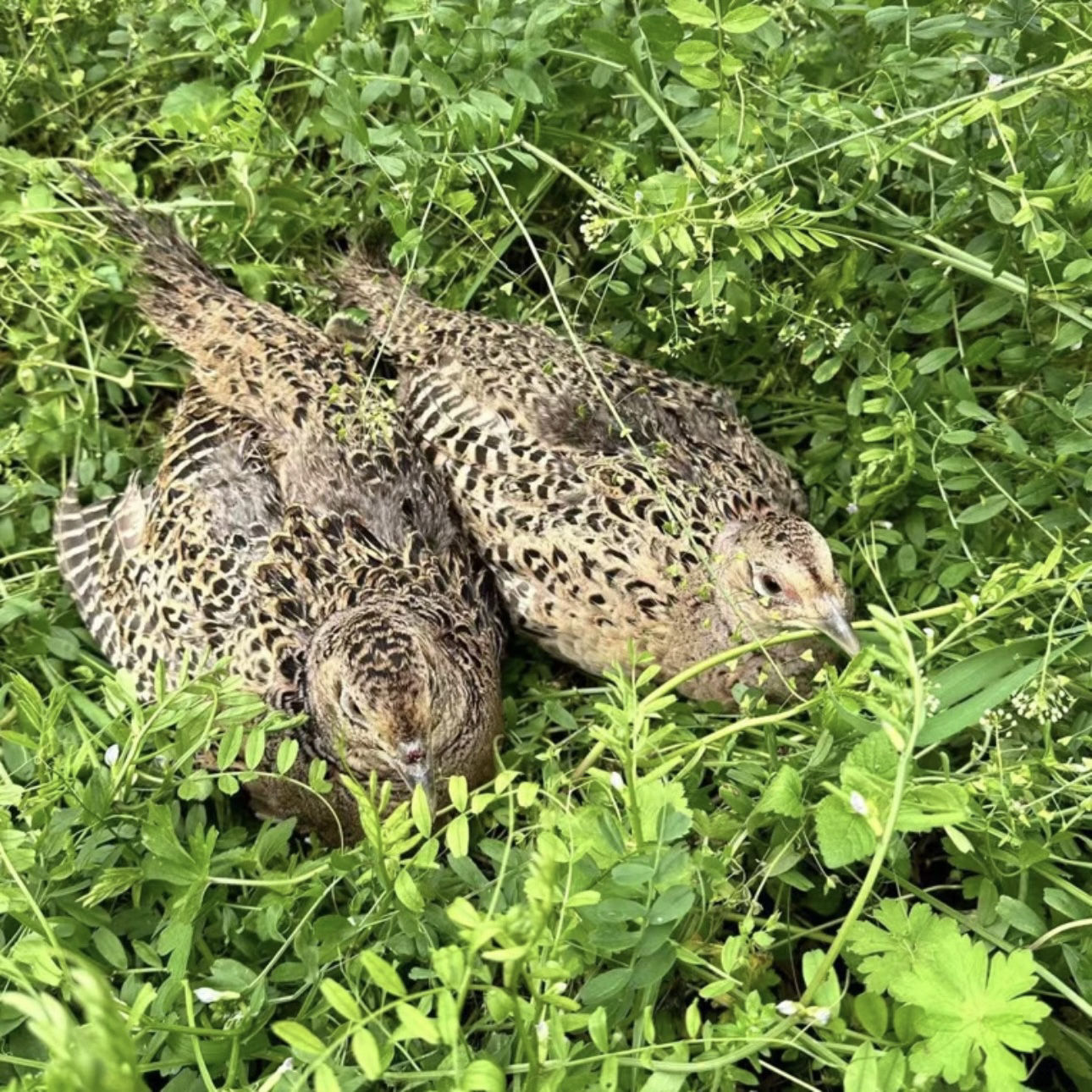 【三只母】到手两只 七彩山鸡肉 质鲜美 山林散养 整只发货