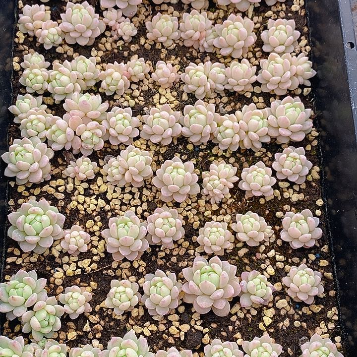 296 多肉植物盆栽花卉植物