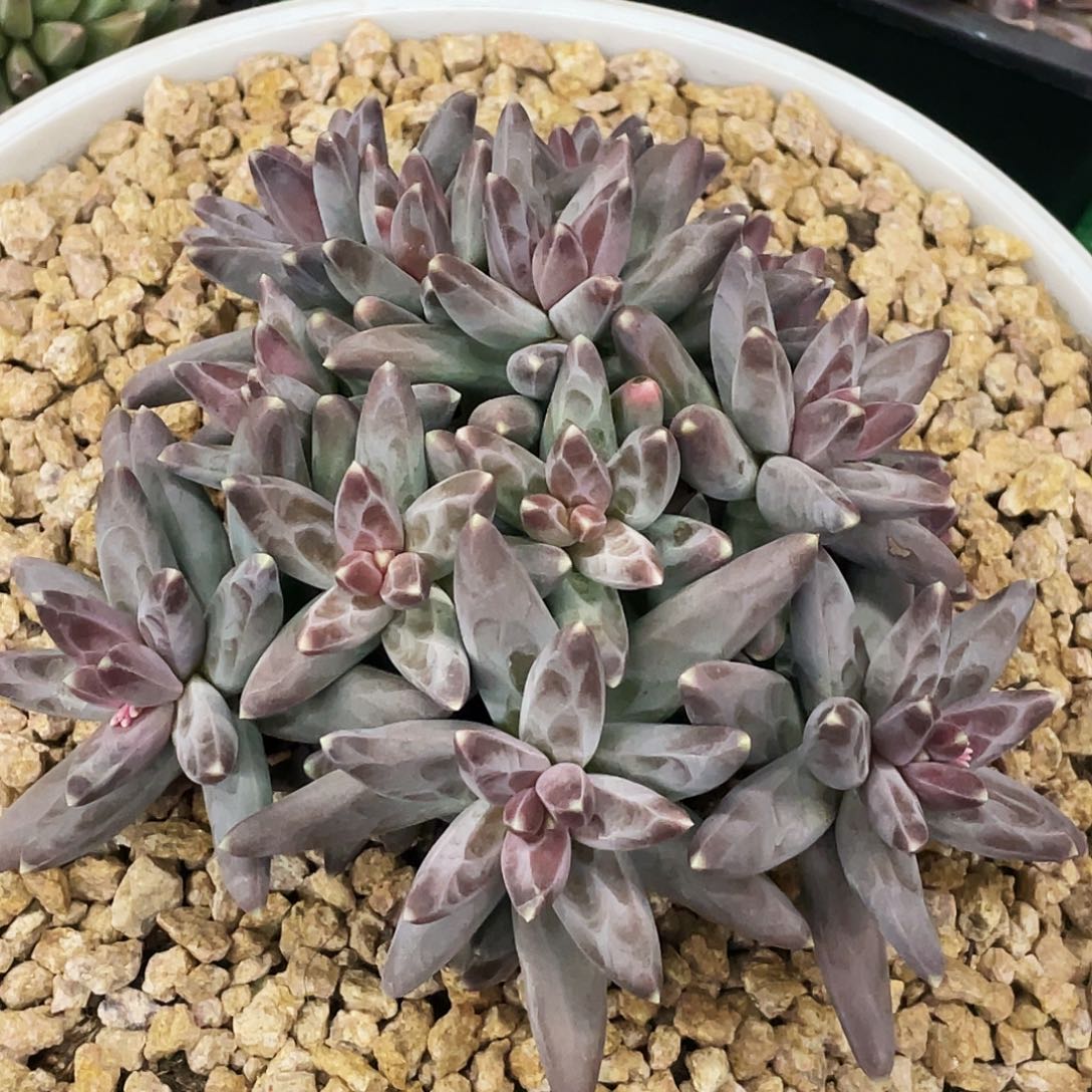 整桩无砍多头大凤羽美人一颗