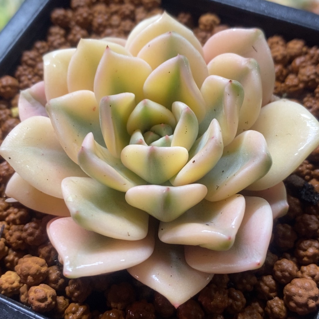 红粉佳人锦 多肉植物