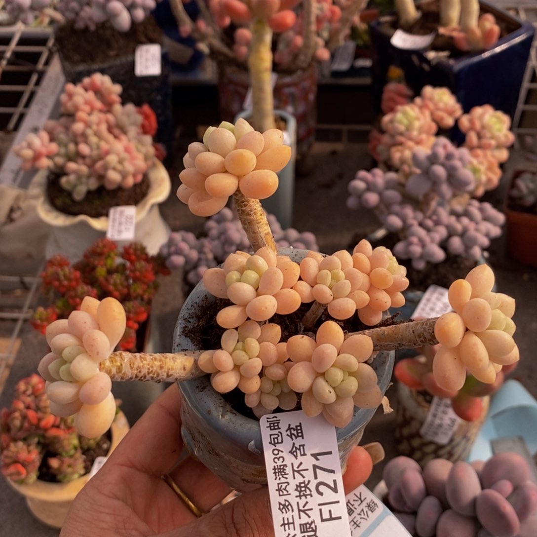 鱼子酱271/9cm的肉