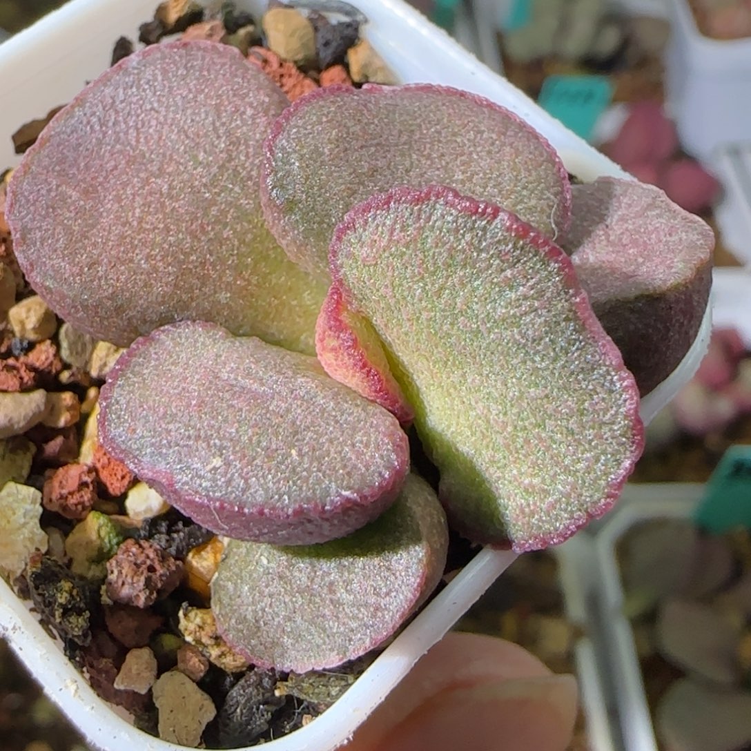 不知名蛋叶插，四方盆发