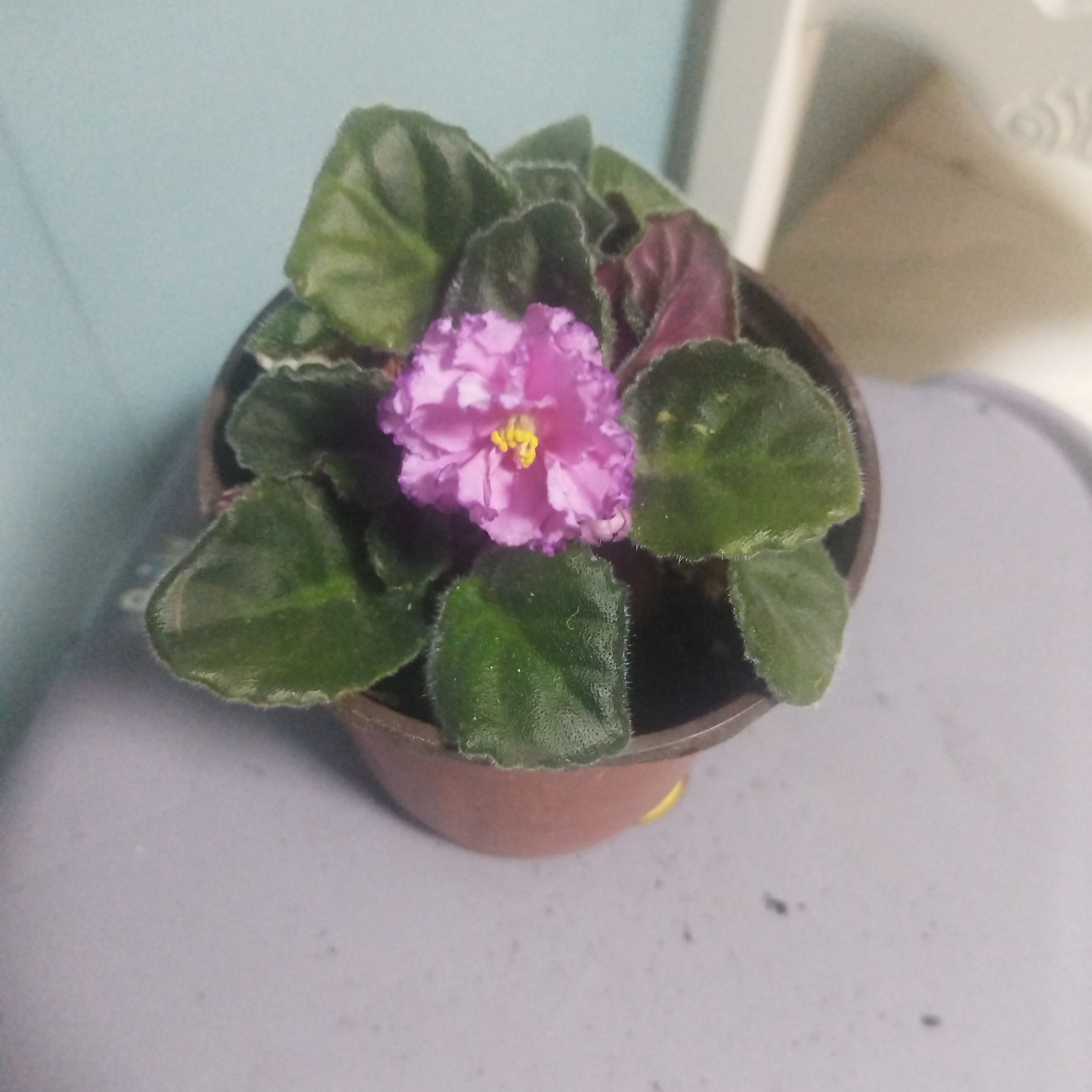 紫罗兰一盆包邮到家