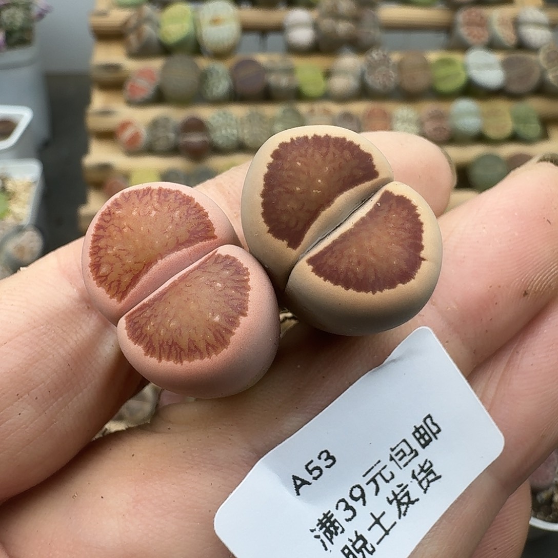 53多肉哈哈哈哈哈哈哈