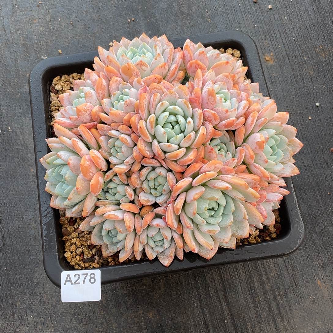 278多肉植物多肉植物