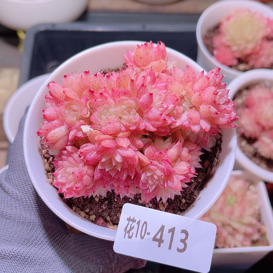 花10-413麦秆群生