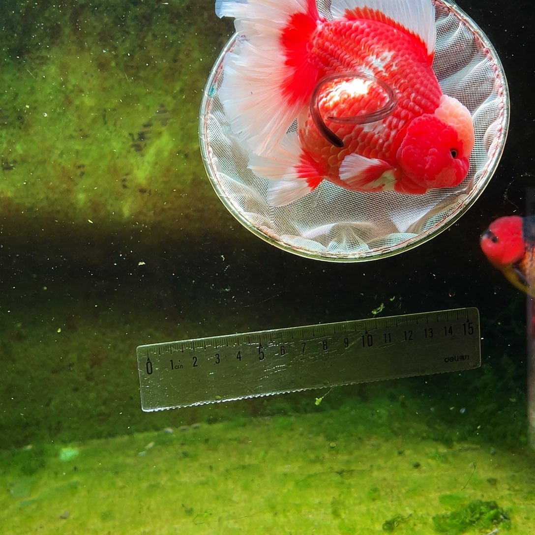 金鱼冷水金鱼百褶泰狮