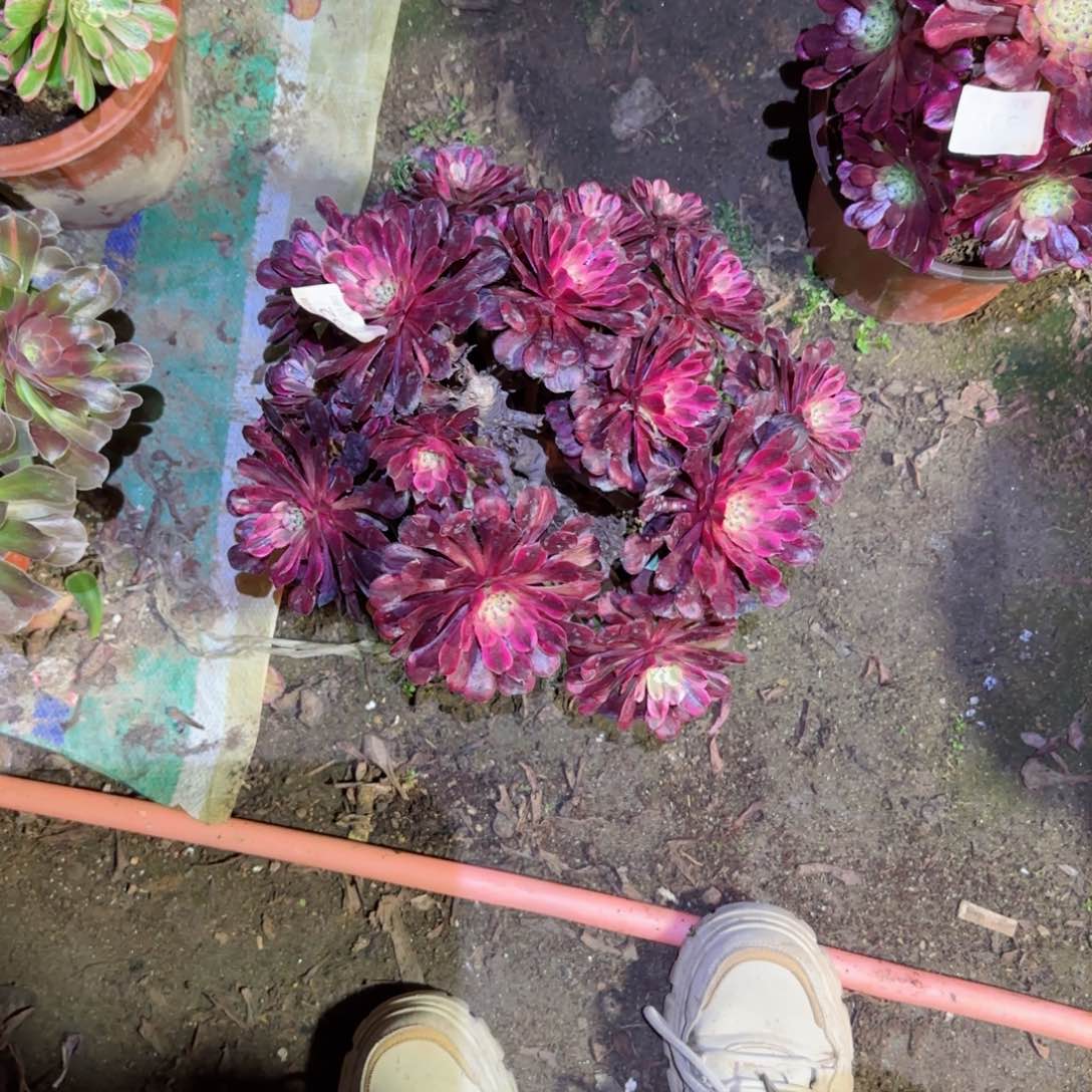 红颜法师多肉562