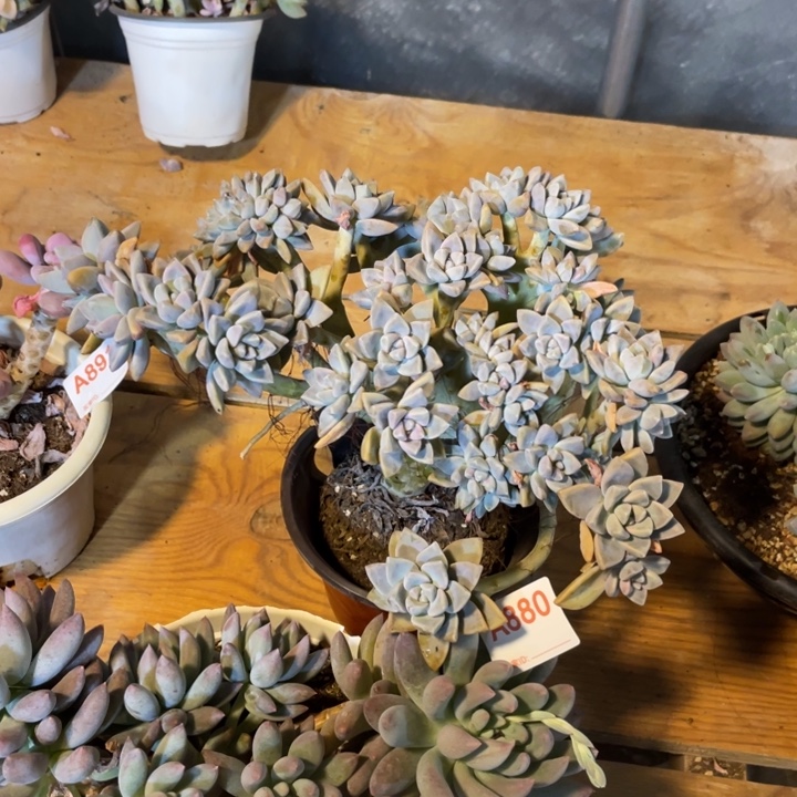 淡雪缀化满19.5包邮脱土发货