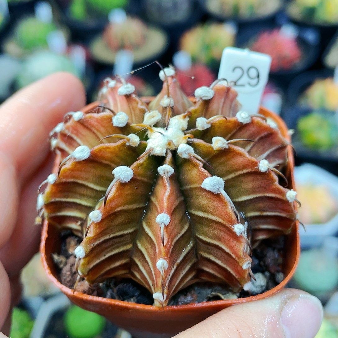 非偏远地区满25裸根发货