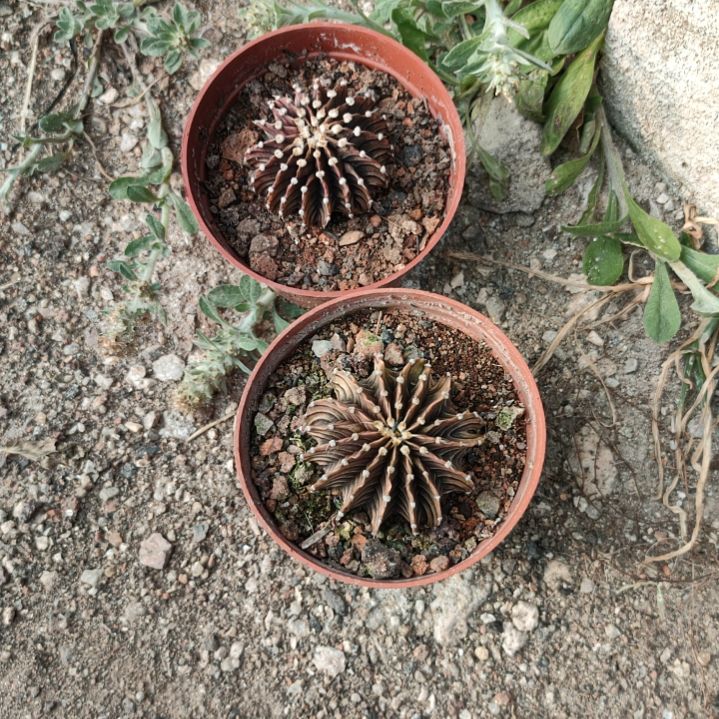 肋骨牡丹两个一一