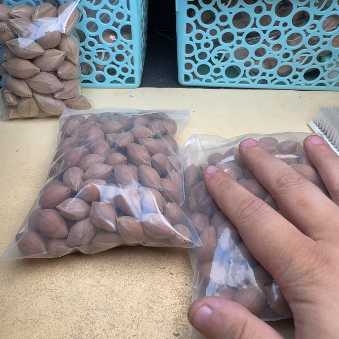 红***茶橄榄核手串/手链橄榄核雕刻散袋