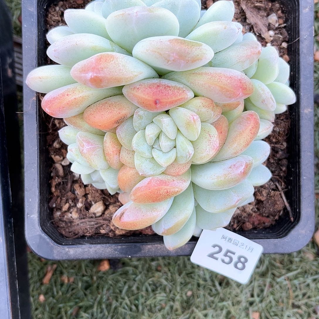 阿雅园艺。      258