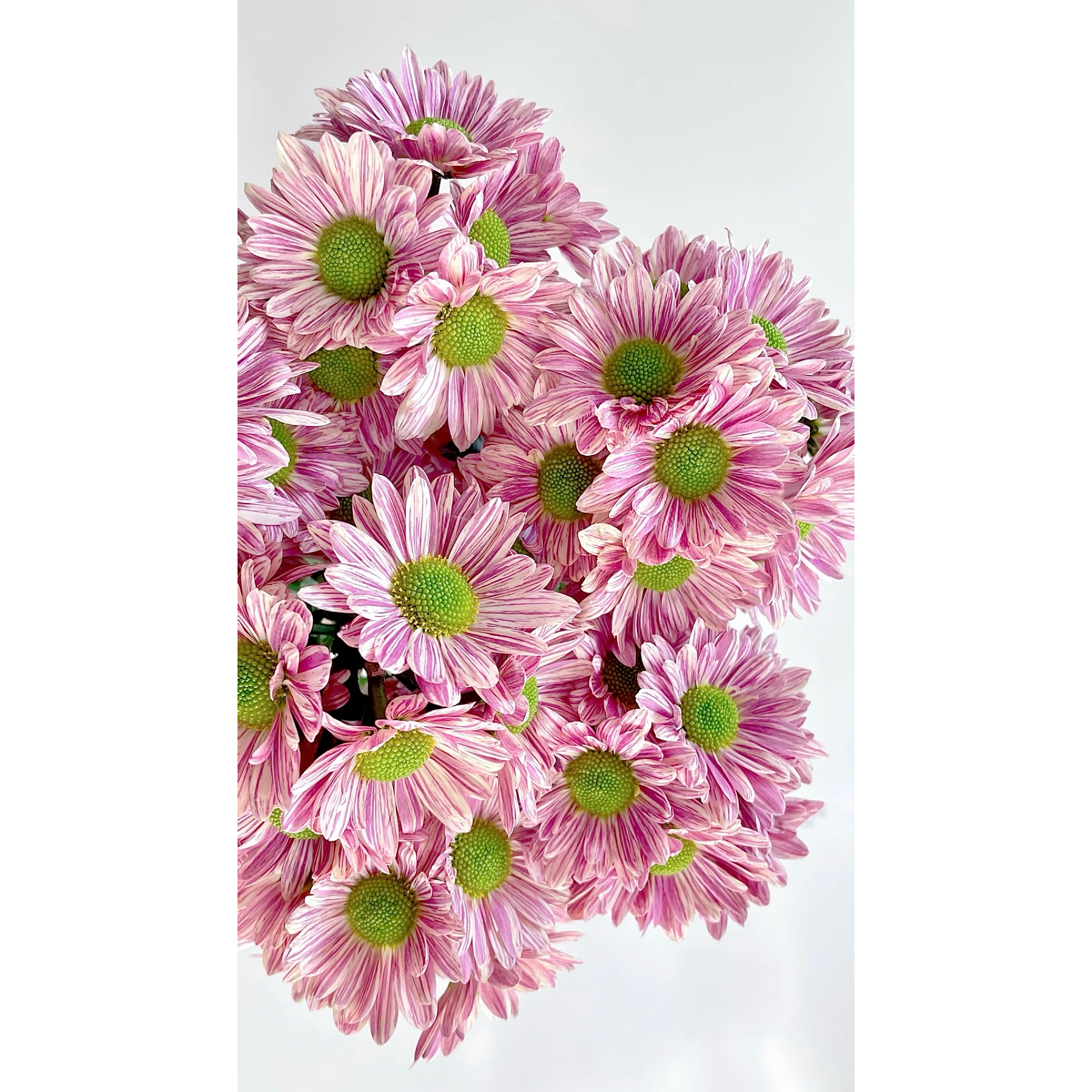 【杨鹏鲜花】彩凤羽 小菊 超长待机 云南鲜花包邮