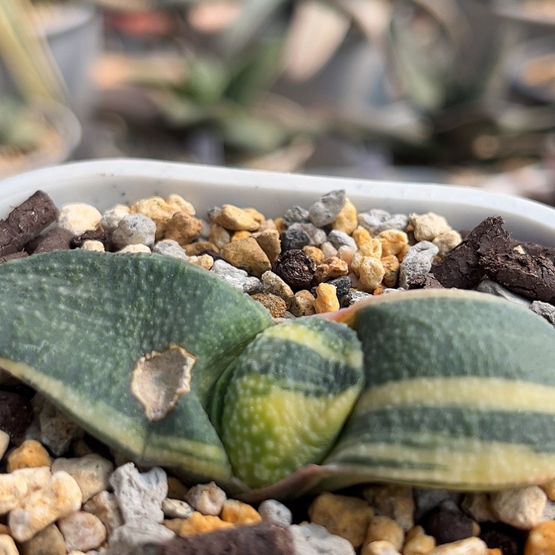 152脱土发货1111111111