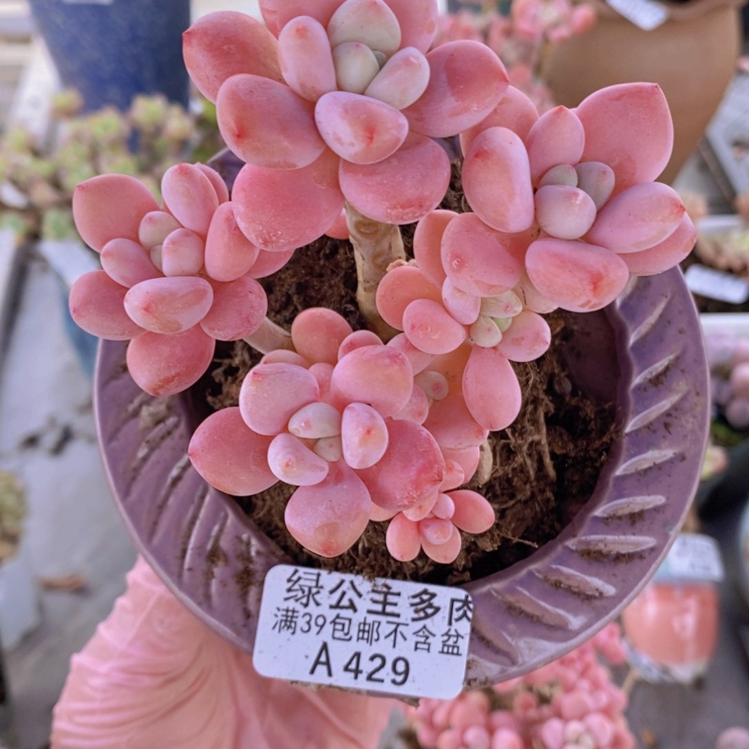 樱花洛神9cm429多肉植物