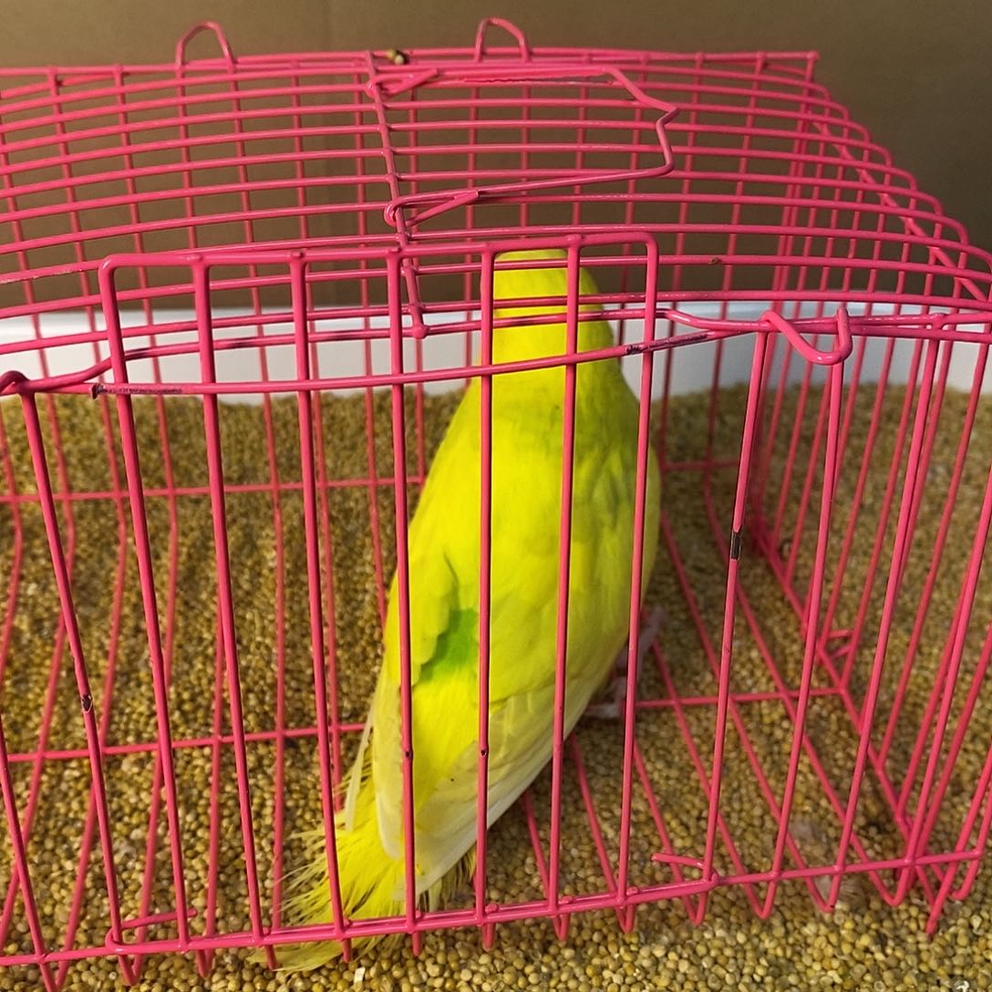 虎皮鹦鹉大头虎皮