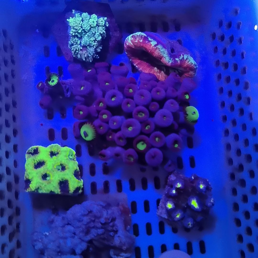 纽扣珊瑚八字脑套餐