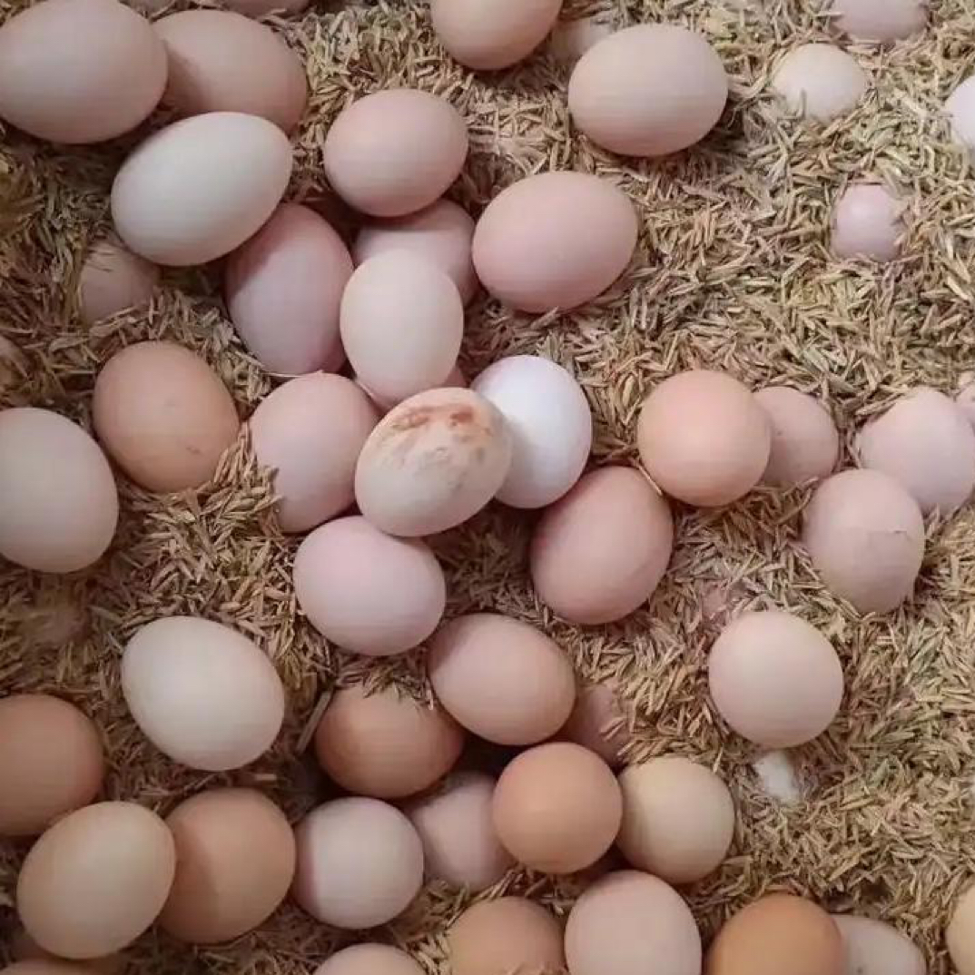 阿燕家土特产【30枚粉壳】鲜嫩 软糯 锁鲜 低脂 农家散养 现捡现发