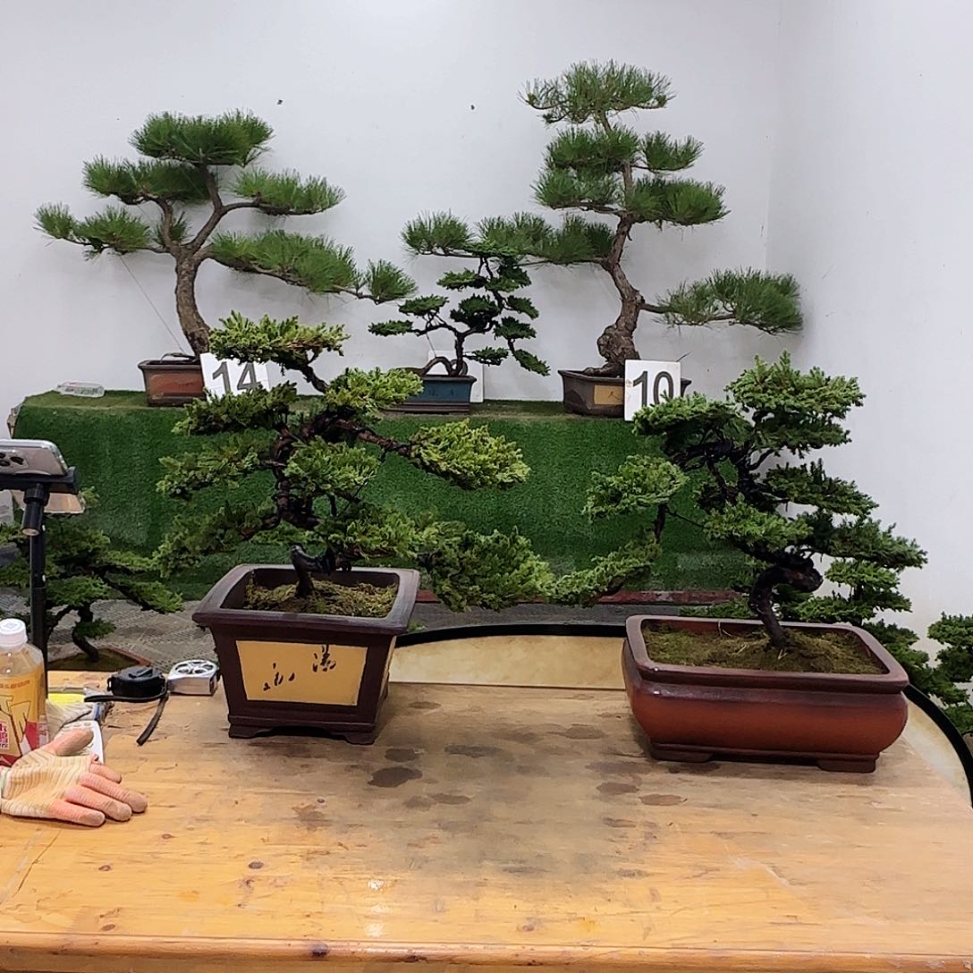 大*盆景盆景盆景盆景