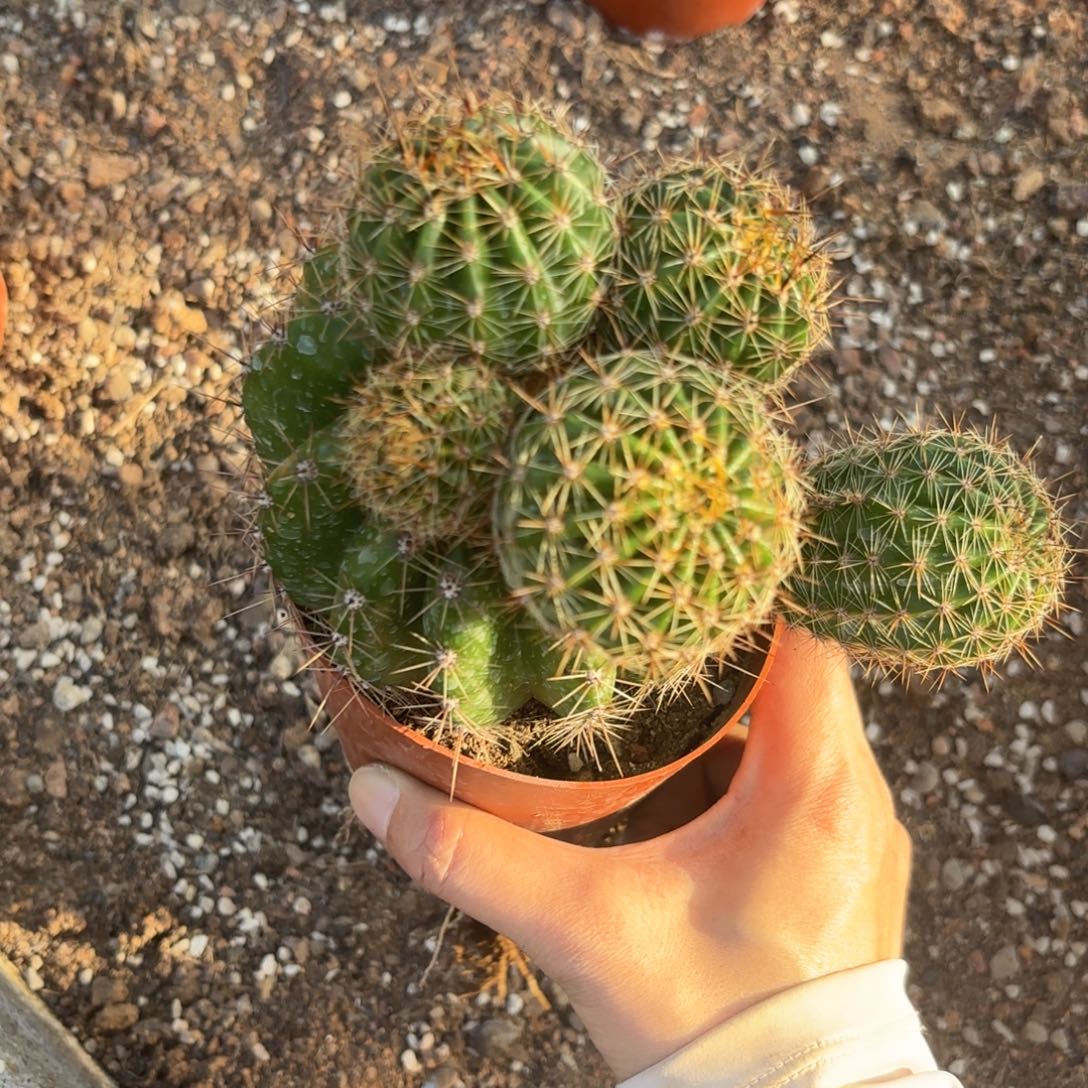 彩草美人鱼球上球群生