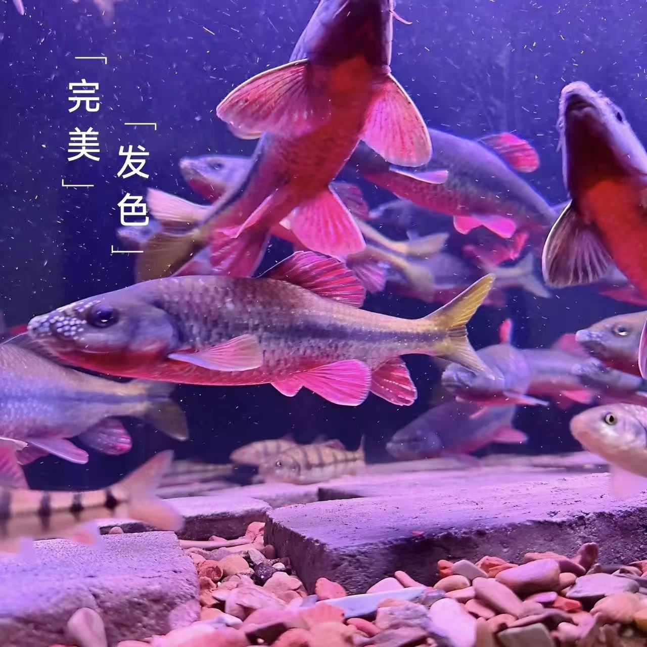 浙江原生活体溪流观赏红腹石斑鱼淡水冷水观赏鱼好养耐活极品发色