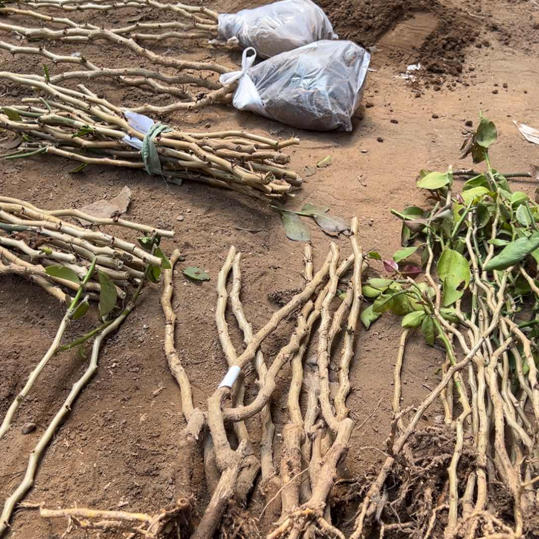 九颗带根的叶仙小苗编号32