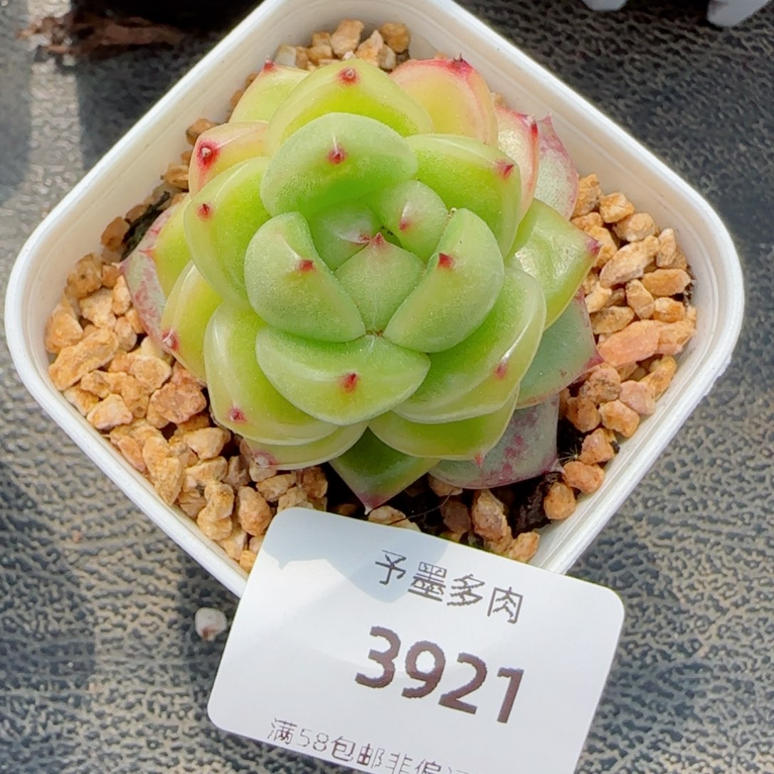 空灵珍妮，3921多肉植物