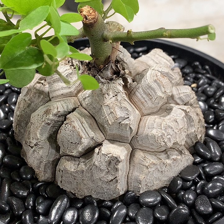 6白皮剑甲老龟11111111111