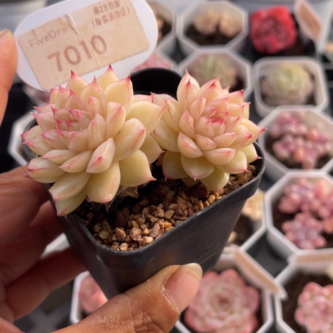 翡翠7010-6.5厘米