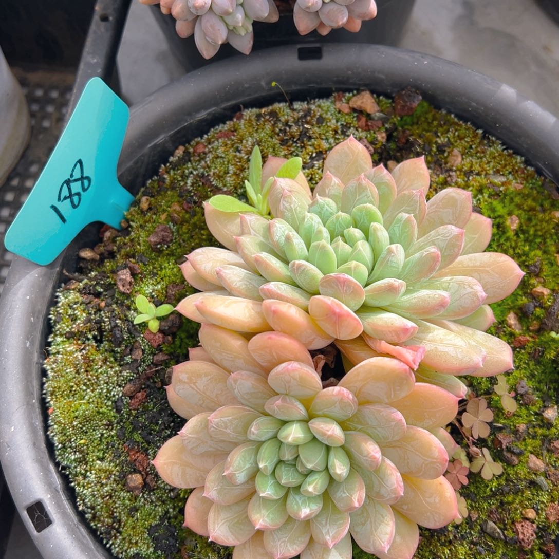 福利来了来了来了来啦