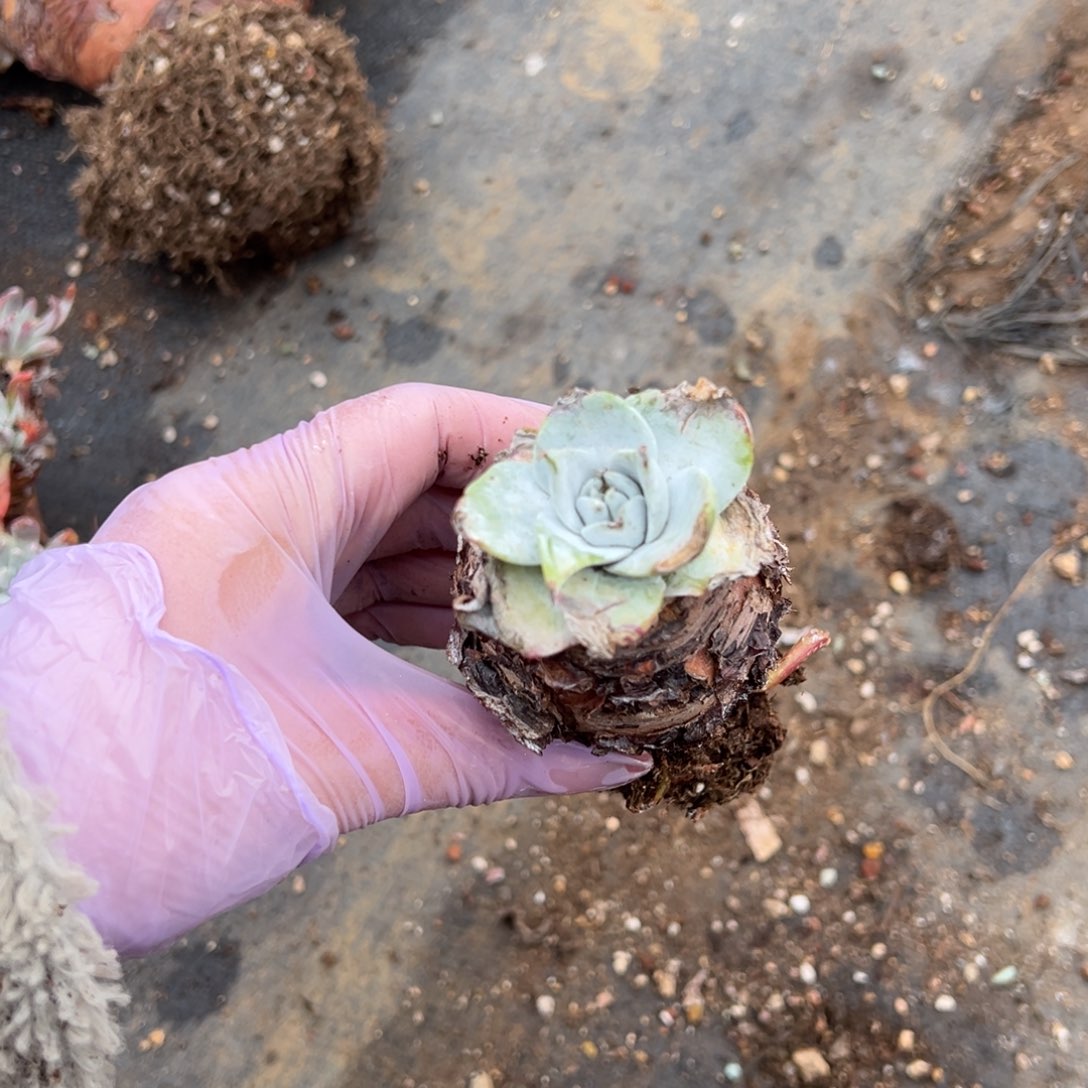 2725牡丹哈哈哈哈哈哈