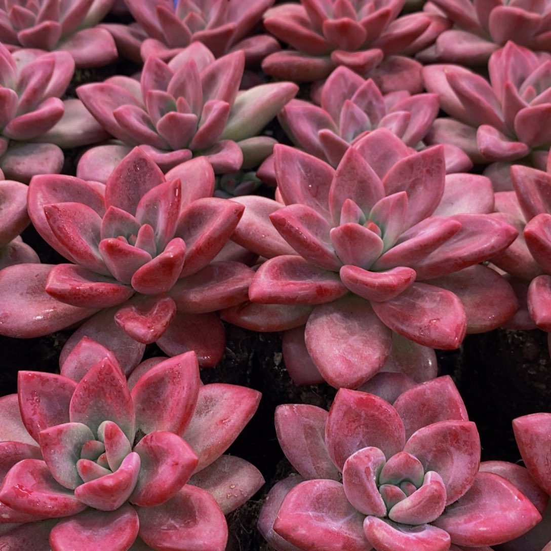 量拍37号 精品母本赫菲斯托单头一个