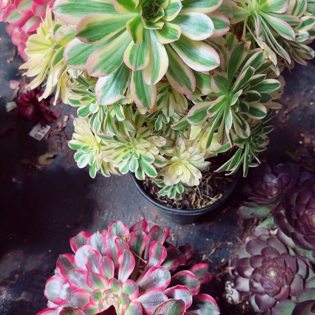 随*299多肉植物法师