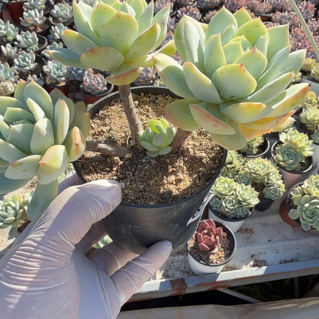 81十一公分恋曲满28包邮