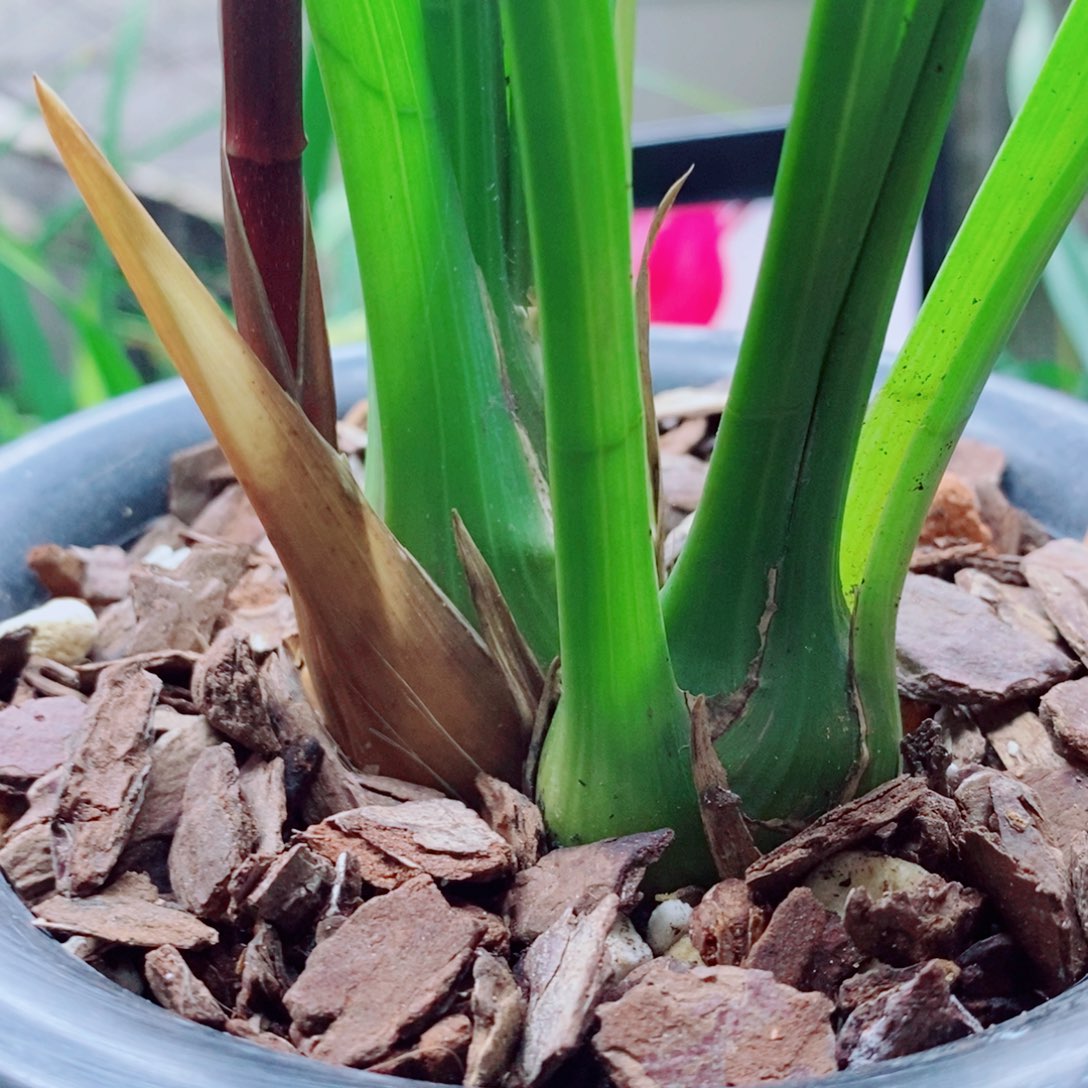 大部分花苞少量开放