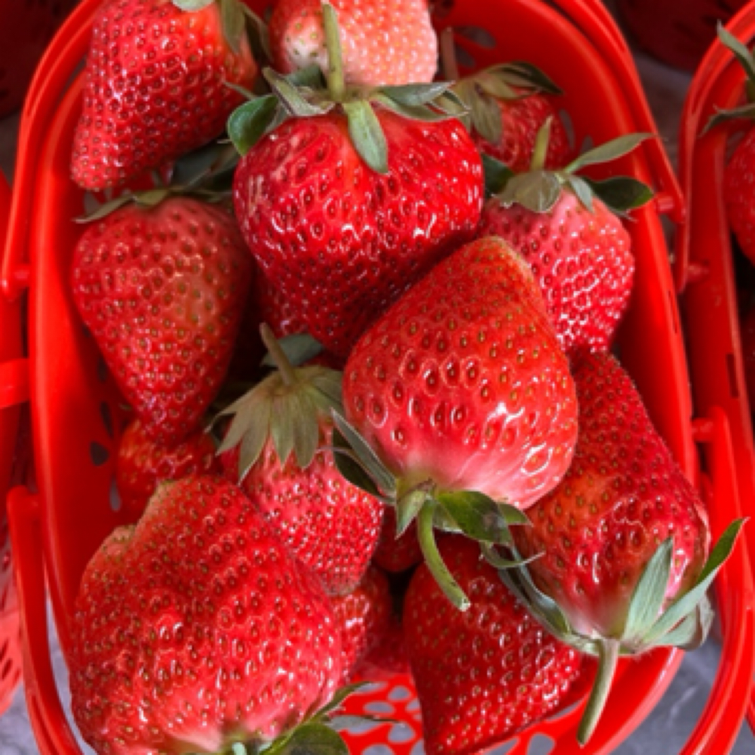 云南牛奶红草莓大果2斤装