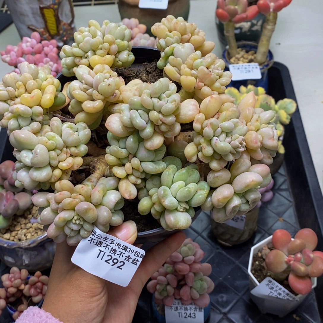 292比尔盖茨多肉16c m
