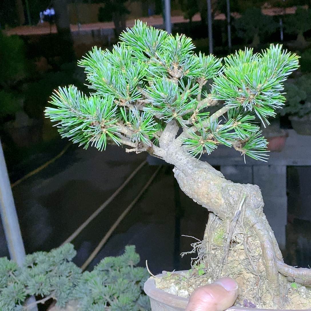 【闪购商品】无花朵